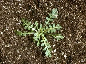 Lepidium-didymum6