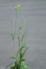 Crepis-capillaris2