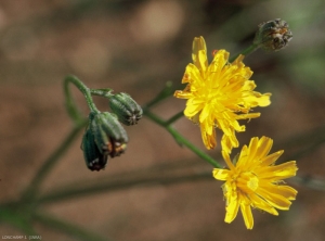 Crepis-capillaris5