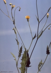 Crepis-foetida4