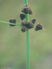 cyperus-difformis4