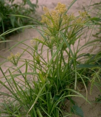 cyperus-esculentus3