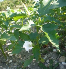 datura-stramonium2