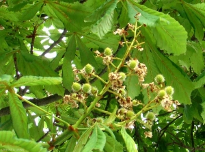 aesculus-fruits