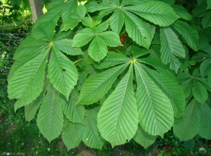 aesculus-feuilles