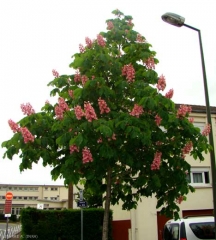 aesculus-carnea