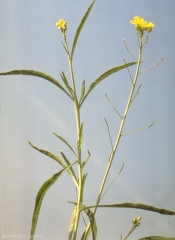 Diplotaxis-tenuifolia2