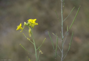 Diplotaxis-tenuifolia3