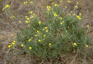 Diplotaxis-tenuifolia4