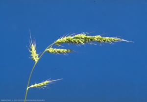 Echinochloa-oryzoides2