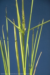 Echinochloa-oryzoides3