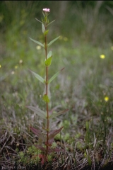 Epilobium-ciliatum2