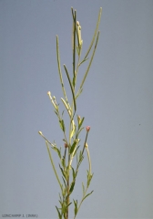 Epilobium-tetragonum2