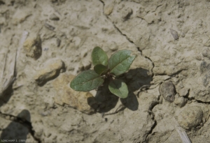 Epilobium-tetragonum4