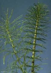 Equisetum-telmateia5