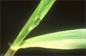 Eragrostis-cilianensis2