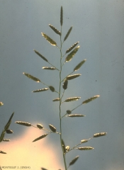 Eragrostis-cilianensis3