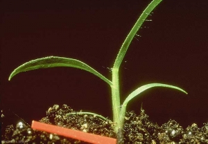 Eragrostis-cilianensis4