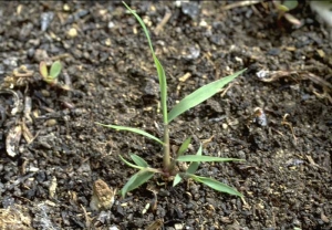 eragrostis-minor2