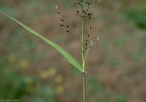 eragrostis-minor3