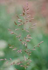 eragrostis-minor6