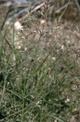 eragrostis-minor7