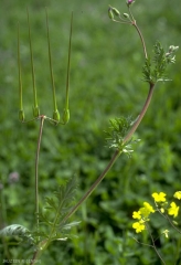 erodium-botrys2