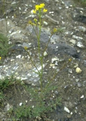 Erucastrum-nasturtiifolium2