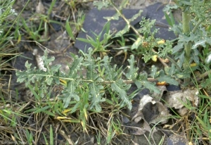 Erucastrum-nasturtiifolium3