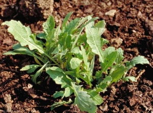 Erucastrum-nasturtiifolium4