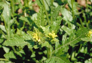 Erucastrum-nasturtiifolium5