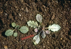 Erucastrum-nasturtiifolium6