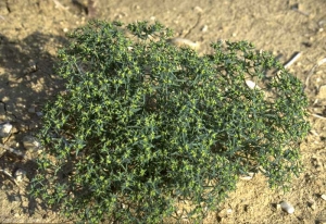 Euphorbia-exigua2