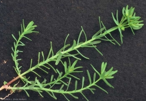 Euphorbia-exigua4