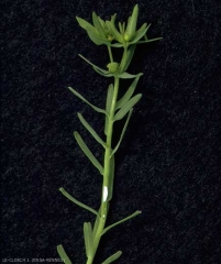 Euphorbia-exigua5