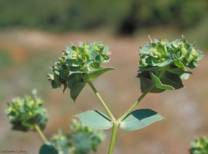 euphorbia_falcata2