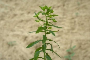 Euphorbia-platyphyllos2