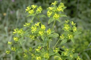 Euphorbia-platyphyllos3