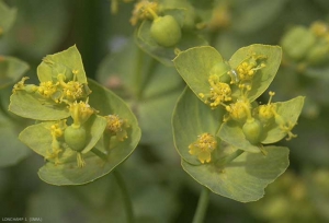 Euphorbia-serrata2