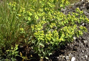 Euphorbia-serrata3