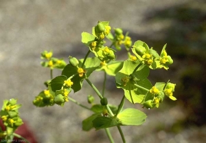 Euphorbia-serrata4
