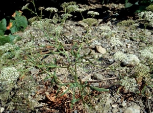 Falcaria-vulgaris2
