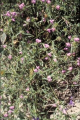 Galeopsis-angustifolia4