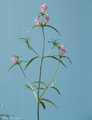 Galeopsis-angustifolia5