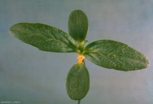 Galeopsis-ladanum3