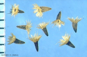 Galinsoga-parviflora