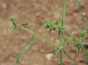 Galium-parisiense4