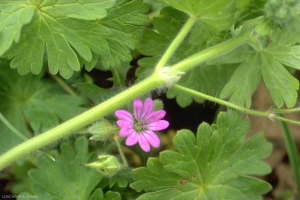 geranium_molle6