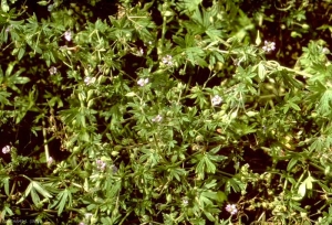 geranium_pusillum2