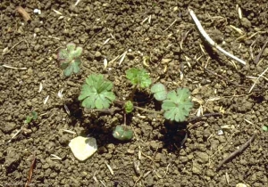 Geranium-rotundifolium5